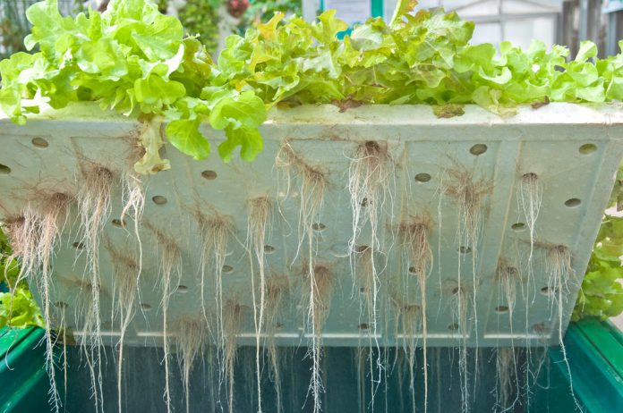 hydroponic-systems
