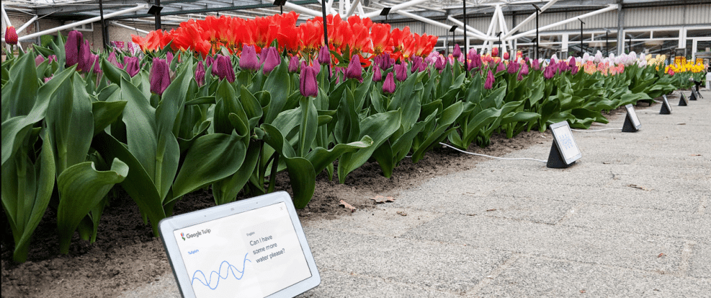 Google Tulip | Available on April 1, 2019
